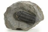 Detailed Austerops Trilobite - Ofaten, Morocco #325974-3